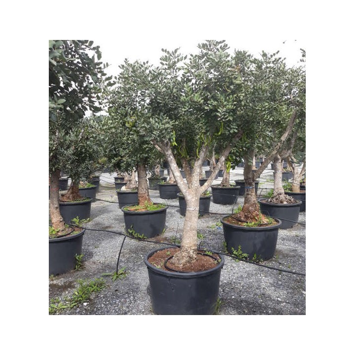 Ceratonia siliqua (caroubier) : Substitut au chocolat