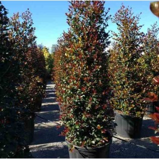 Eugenia uniflora "Feu de l'Etna"