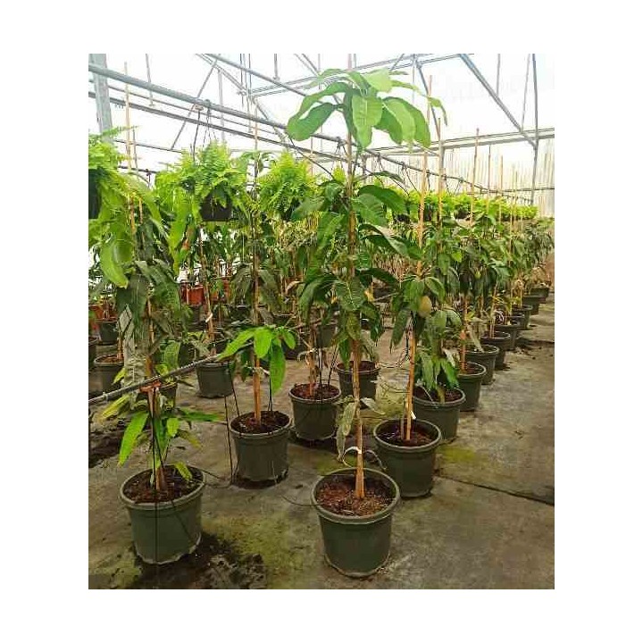 Manguier Mangifera indica variété Osteen