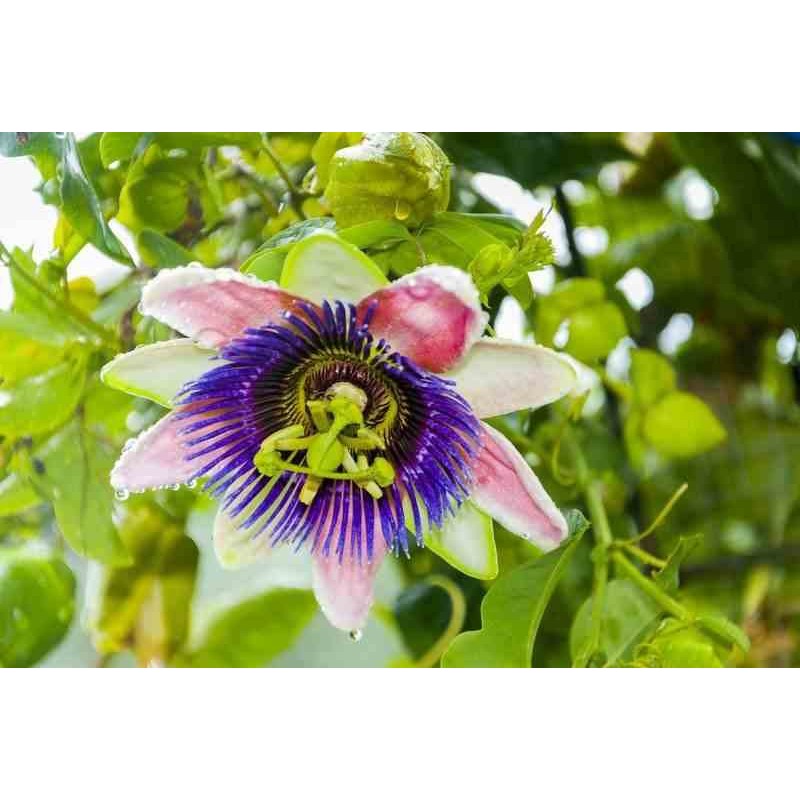 Passiflora edulis var. flavicarpa