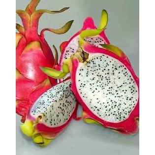 Pitaya : Hylocereus undatus(Pitaya ou fruit du dragon)