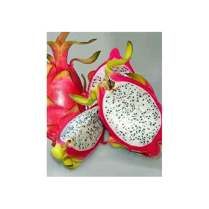 Pitaya : Hylocereus undatus(Pitaya ou fruit du dragon)