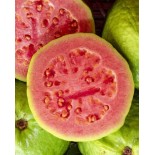 Psidium guajava "roja"