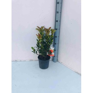 Arbousier unedo var. Rubra