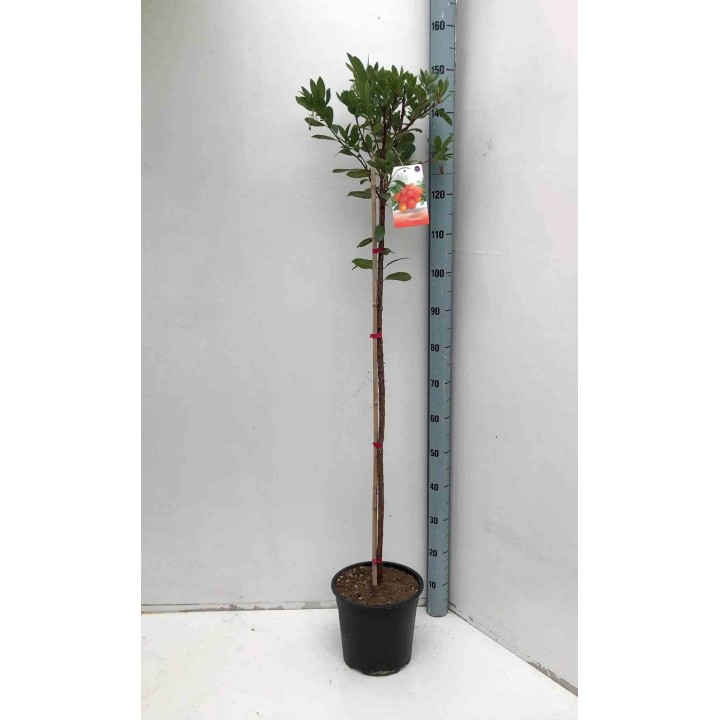 Arbousier unedo var. Rubra