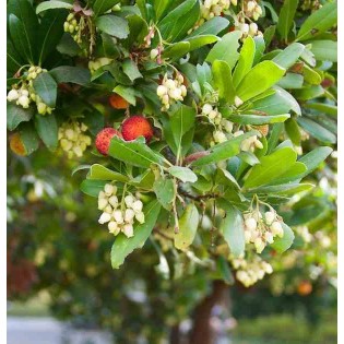 Arbousier unedo var. Rubra