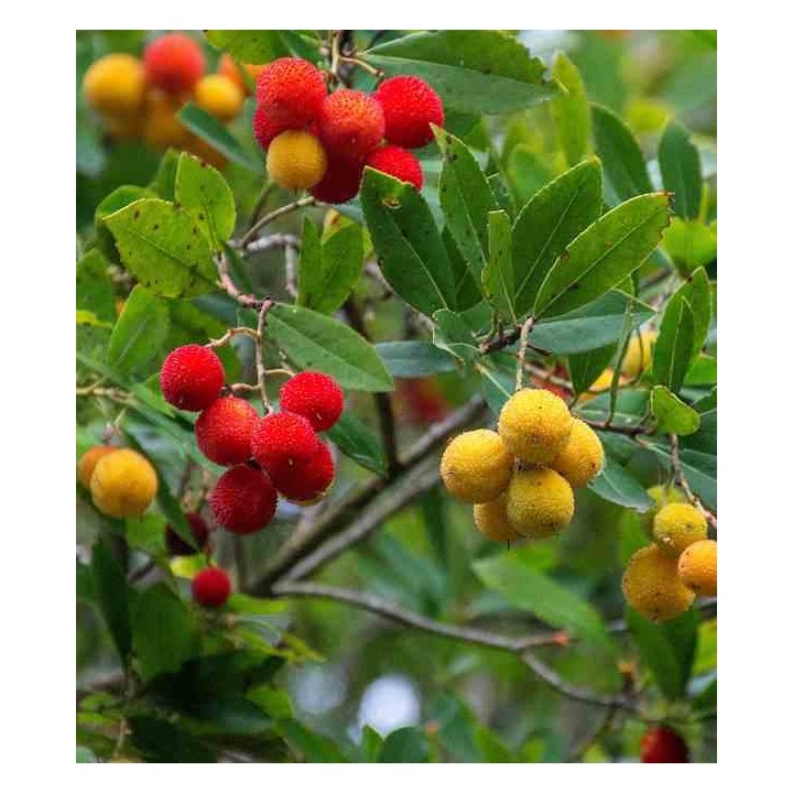 Arbousier unedo var. Rubra