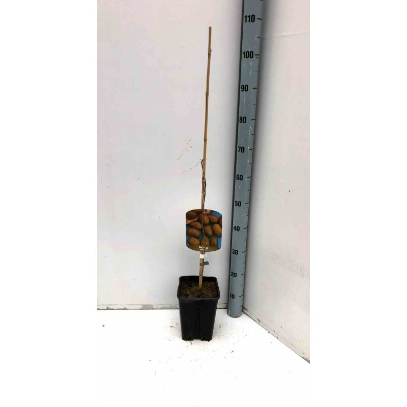 Carya illinoinensis noix de pécan pacanier