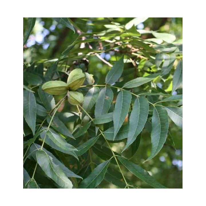 Carya illinoinensis (noix de noix de pécan, pacanier)
