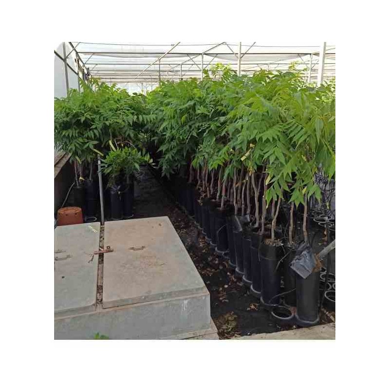 Carya illinoinensis noix de pécan pacanier