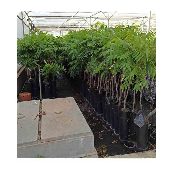 Carya illinoinensis noix de pécan pacanier