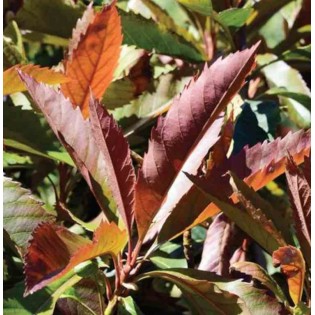 Eriobotrya japonica 'Coppertone'