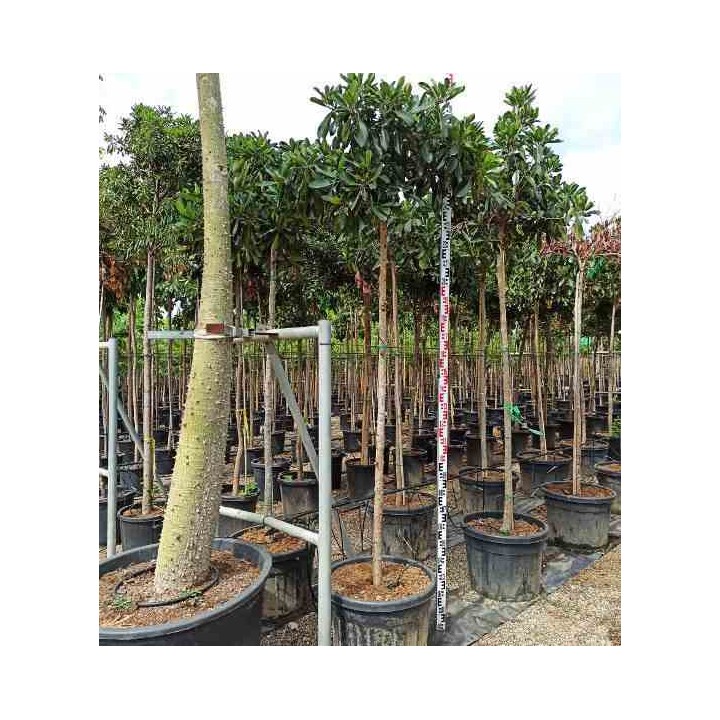 Eriobotrya japonica 'Coppertone'