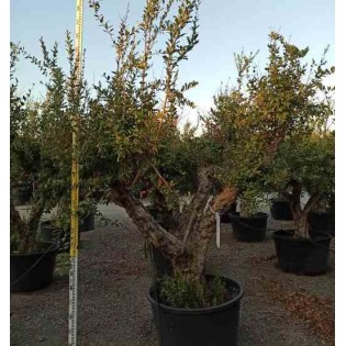 Punica granatum (Grenadier à fruits)