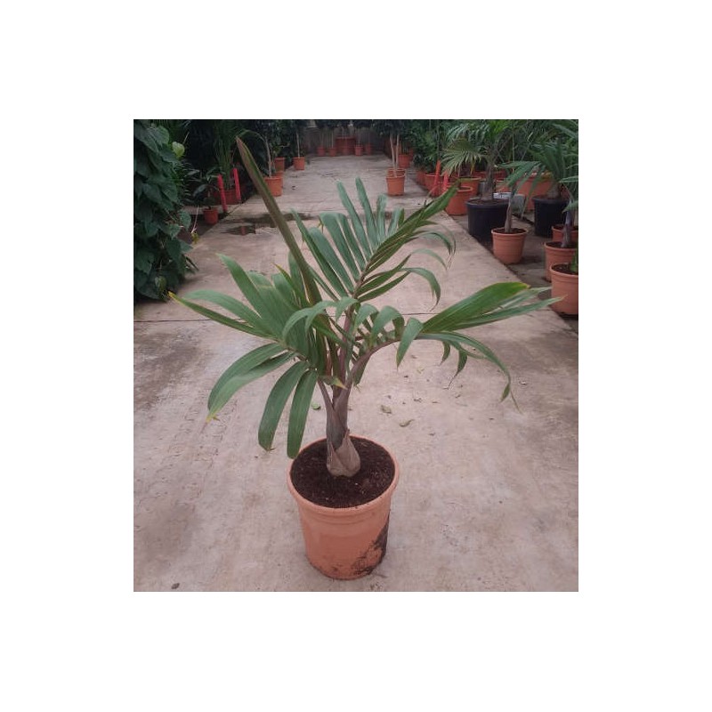 Hyophorbe lagenicaulis (Palmier bouteille)