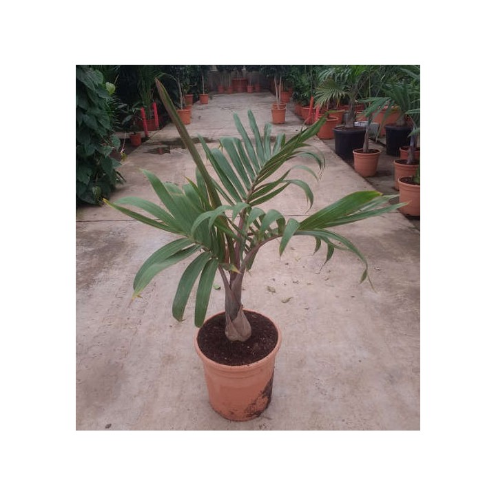 Hyophorbe lagenicaulis (Palmier bouteille)
