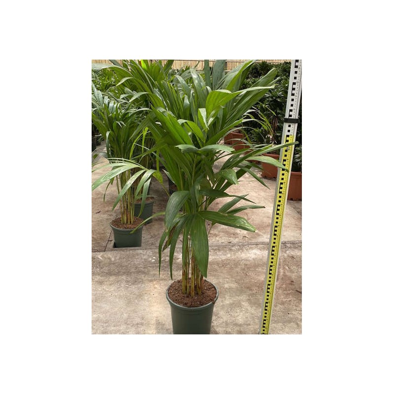 Adonidia merrillii (Veitchia merrillii- Palmier de manille)