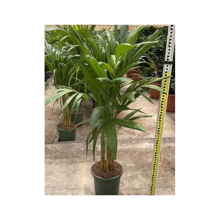 Adonidia merrillii (Veitchia merrillii- Palmier de manille)