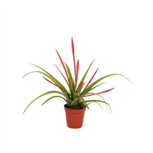 Tillandsia flabellata (Tillandsia rouge)