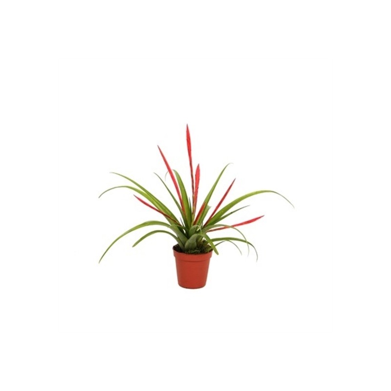 Tillandsia flabellata (Tillandsia rouge)
