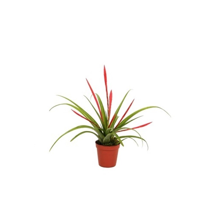 Tillandsia flabellata (Tillandsia rouge)