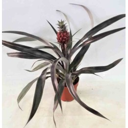 Ananas comosus