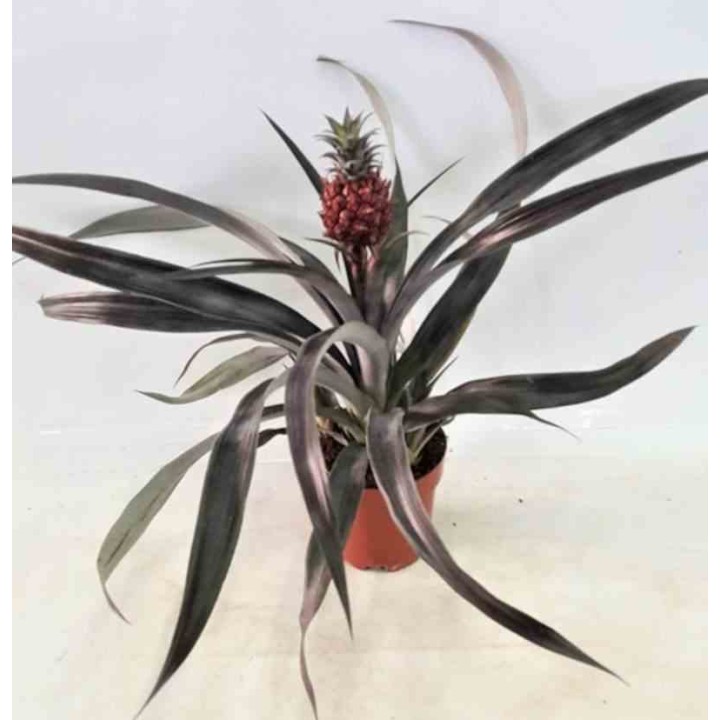 Ananas comosus