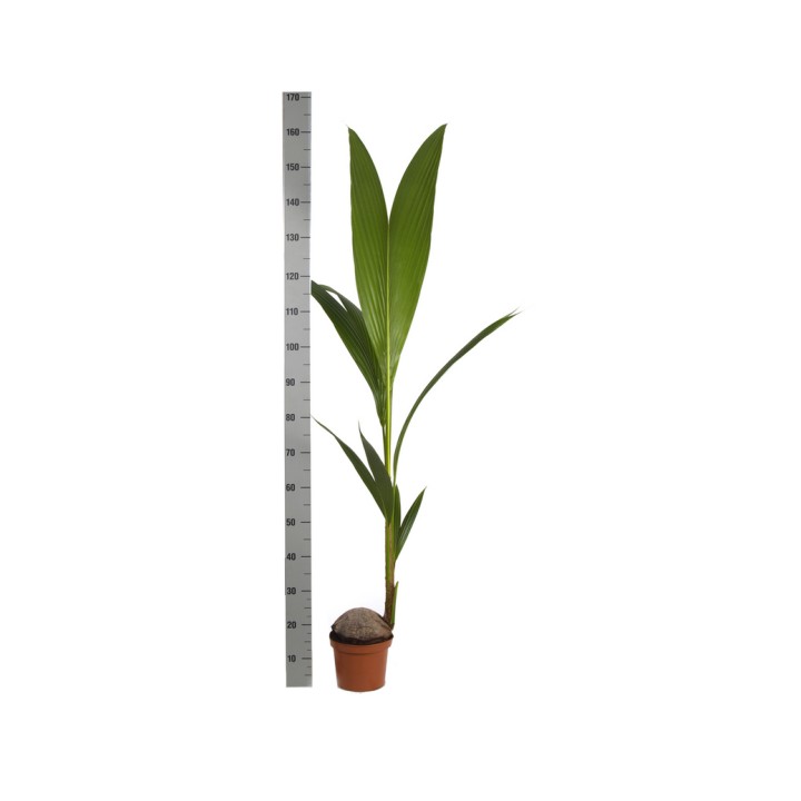 Cocos nucifera (véritable cocotier)