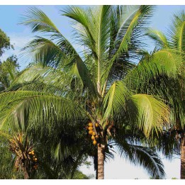 Cocos nucifera (véritable cocotier)