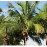 Cocos nucifera (véritable cocotier)