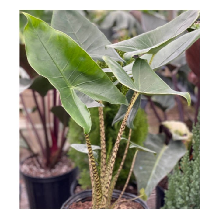 Alocasia zebrina reticulata (Oreille d'éléphant, Taro)
