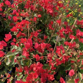 Bougainvillier vera rouge