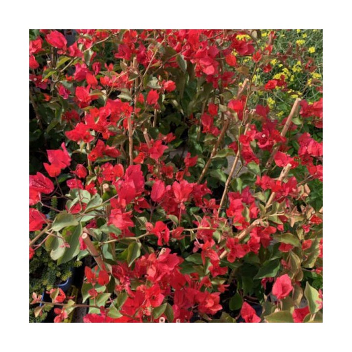 Bougainvillier vera rouge
