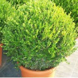 Buxus microphylla 'Faulkner' (Buis commun)