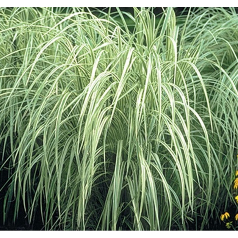 Miscanthus variegatus (Roseau de Chine, Eulalie)