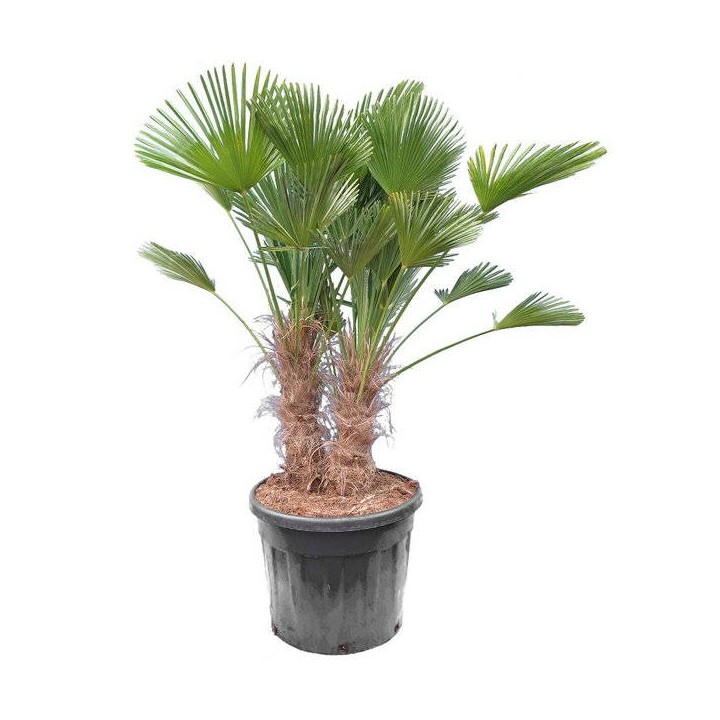 Trachycarpus wagnerianus (Palmier de chusan, Palmier moulin à vent) Spécimen