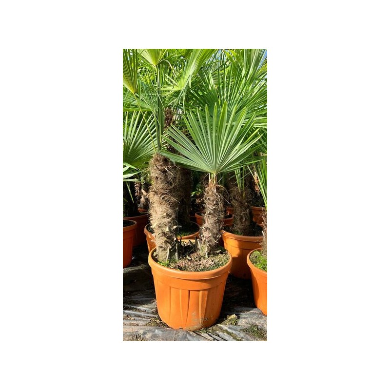 Trachycarpus fortunei (palmier chanvre, palmier moulin à vent) SPÉCIMEN