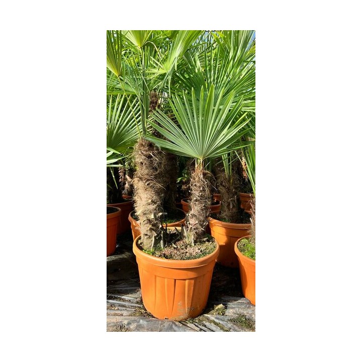 Trachycarpus fortunei (palmier chanvre, palmier moulin à vent) SPÉCIMEN