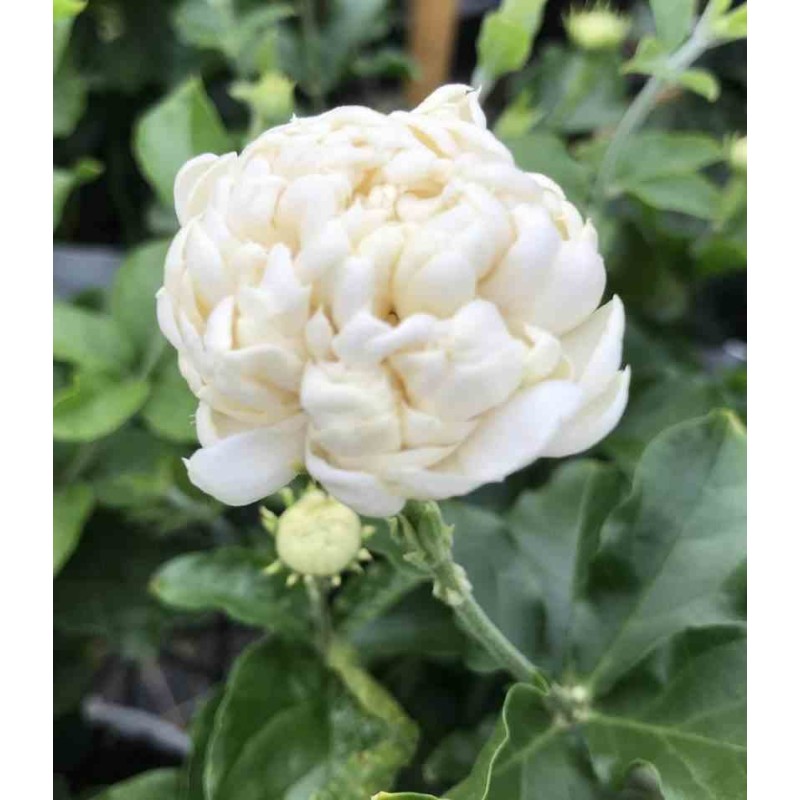 Jasminum sambac cv. Flore Pleno grand-duc de Toscane