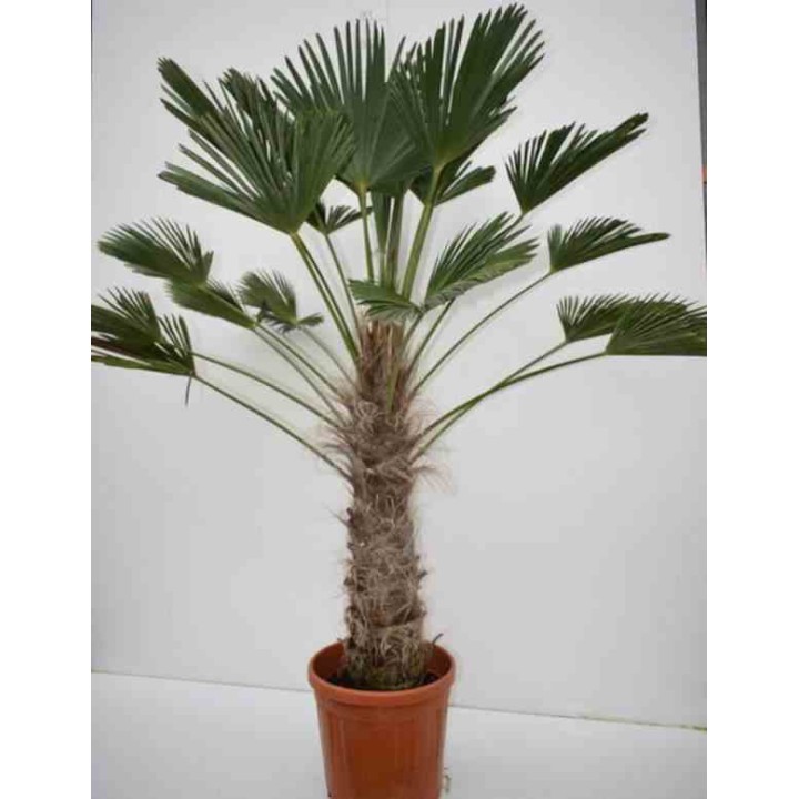 Trachycarpus wagnerianus (Palmier de chusan, Palmier moulin à vent)