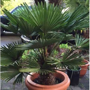 Trachycarpus wagnerianus (Palmier de chusan, Palmier moulin à vent)