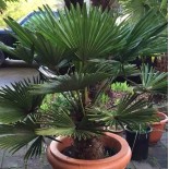 Trachycarpus wagnerianus (Palmier de chusan, Palmier moulin à vent)