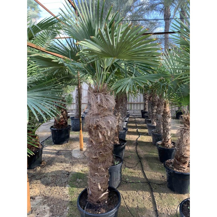 Trachycarpus fortunei