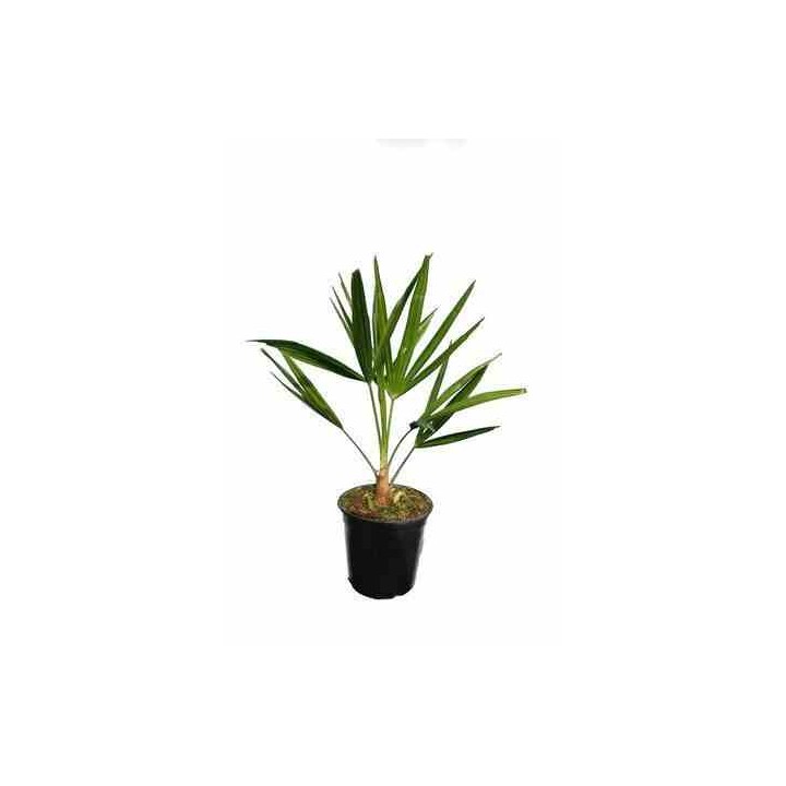 Trachycarpus fortunei
