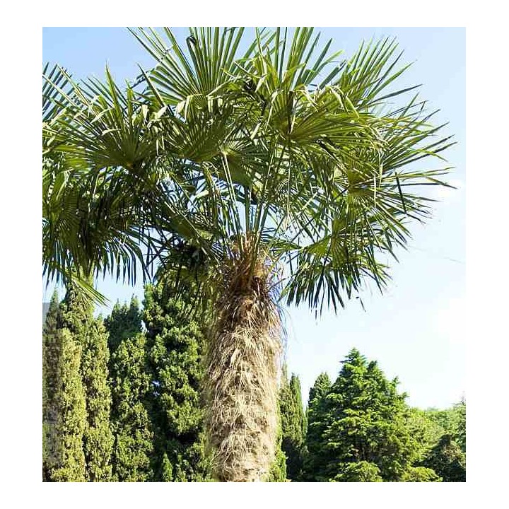Trachycarpus fortunei