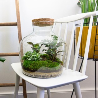 Urbanjngl Diy Terrarium -  Fat Joe - ? 30 Cm