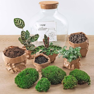 Urbanjngl Diy Terrarium -  Fat Joe - ? 30 Cm