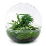 Urbanjngl Diy Terrarium - Dome Xl - ? 30 Cm