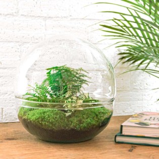 Urbanjngl Diy Terrarium - Dome Xl - ? 30 Cm