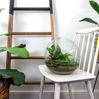 Urbanjngl Diy Terrarium - Dome Xl - ? 30 Cm